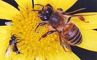 stingless bee and honeybee