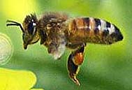 commercial honey bee