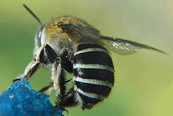 bluebanded bee