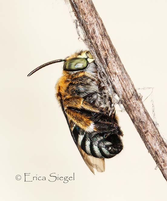 bluebanded bee on roost
