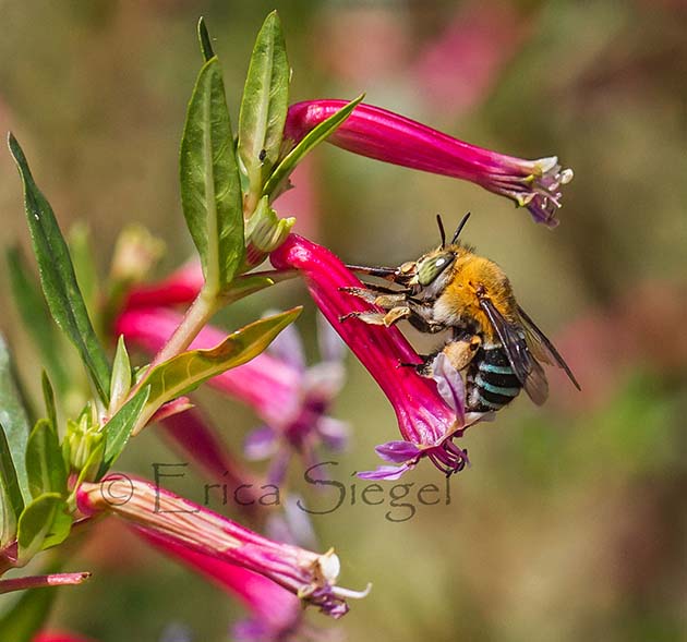 bluebanded bee on flower