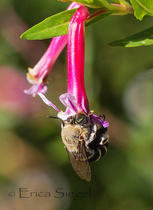 a long tongued amegilla bee