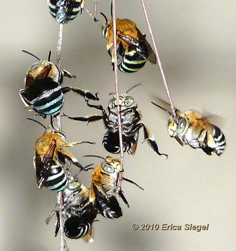 blue banded bees on roost
