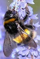 European bumble bee