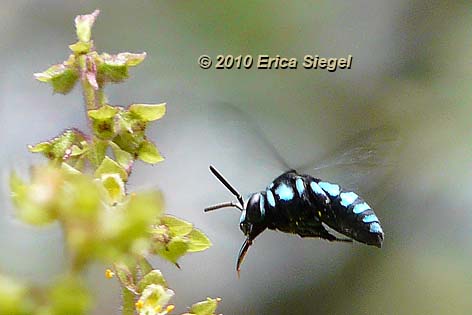 cuckoo bee