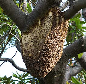 honey bee feral nest