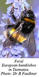 Feral European bumblebee