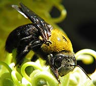 Carpenter bee