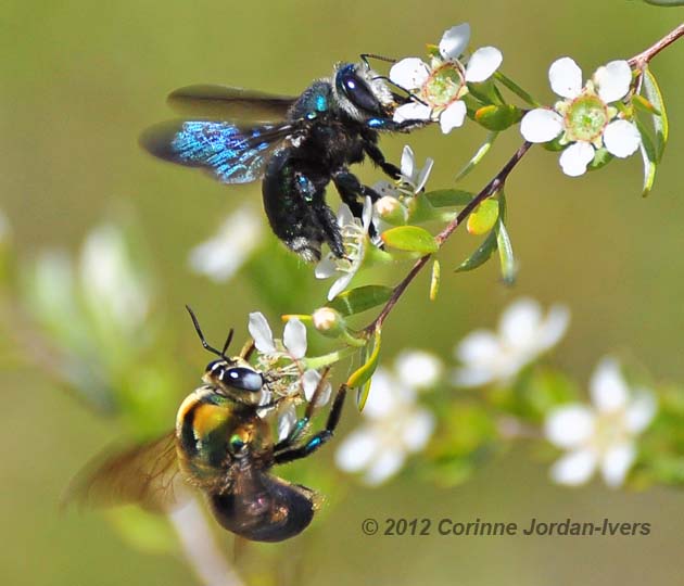 Male and female carpenter bees