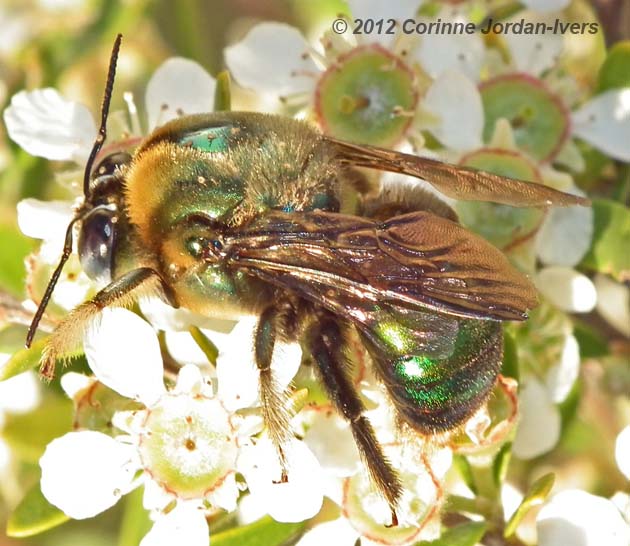 Male Lestis carpenter bee