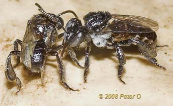 stingless native bee