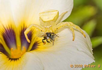 stingless bee and spider