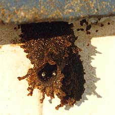 stingless bee nest