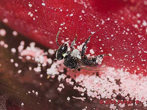 stingless bee collecting wax