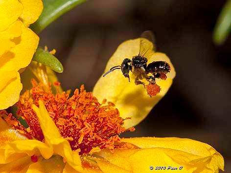 stingless bee with pollen