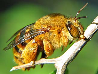 teddy bear bee