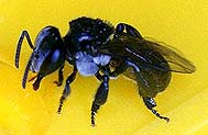 trigona stingless bee