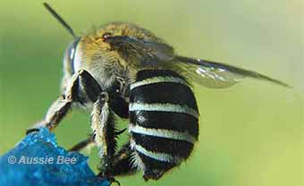 native blue banded bees