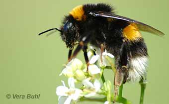introduced european bumble bee - photo by Vera Buhl