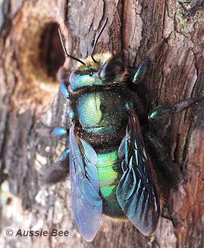 native metallic green carpenter bee