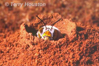 native dawsons burrowing bee by Terry Houston