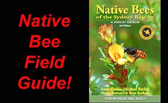 native bees of the sydney region
