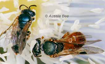 Native homalictus bees