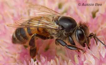 yellow commercial honey bee