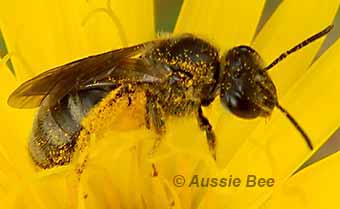 a solitary Lasioglossum bee covered in pollen