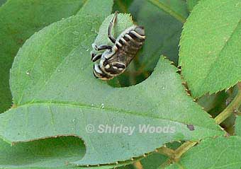 leafcutter bee cutting leaf by Shirley Woods