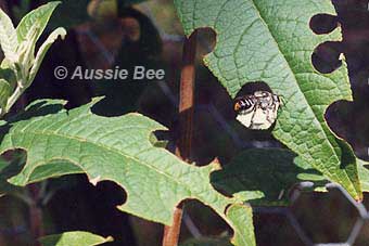 native leafcutter bee cutting buddleja by Aussie Bee