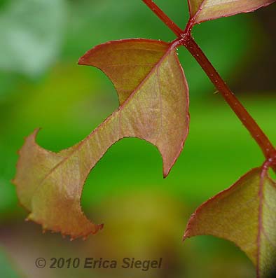 leafcutter cuts in leaves by Erica Siegel