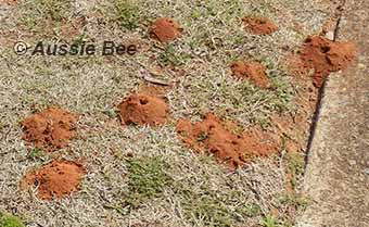 native Leioproctus Bee nest site