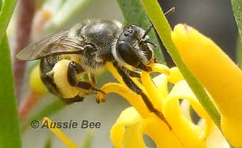 persoonia bee collecting pollen