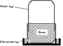 Honey Feeder