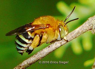 blue banded bee