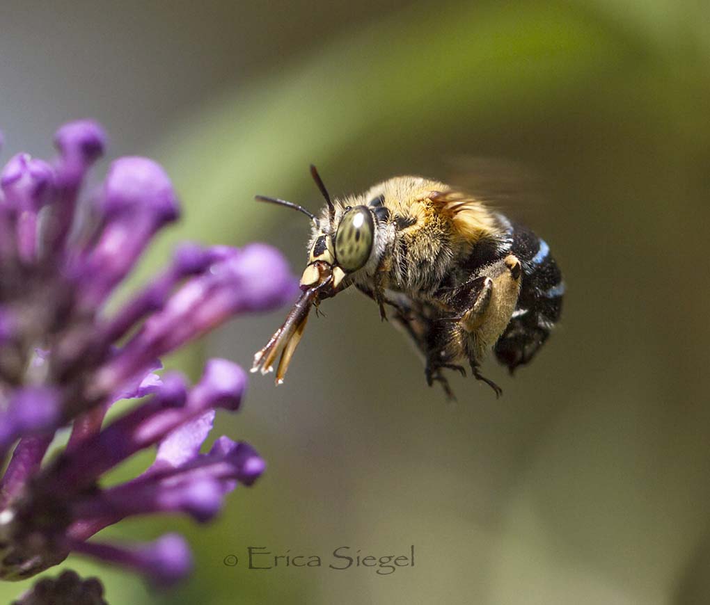 Australian bluebanded bee