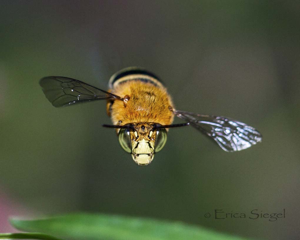 Amegilla bee in flight