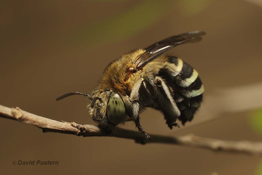 bluebanded bee