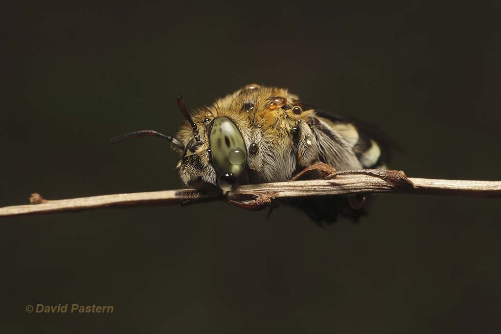 Australian native bee