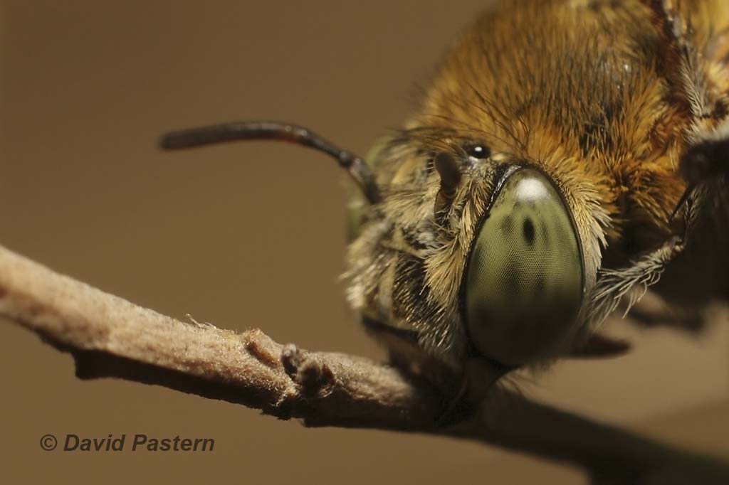 blue banded bee