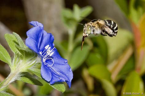 blue banded bee in flight