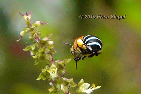 blue banded bee in flight