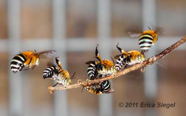 Amegilla bees