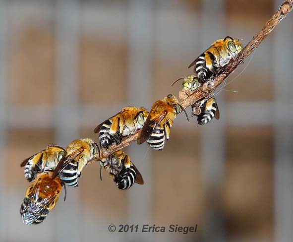 blue banded bees