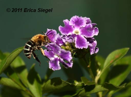 blue banded bee