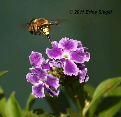 blue banded bee sipping nectar