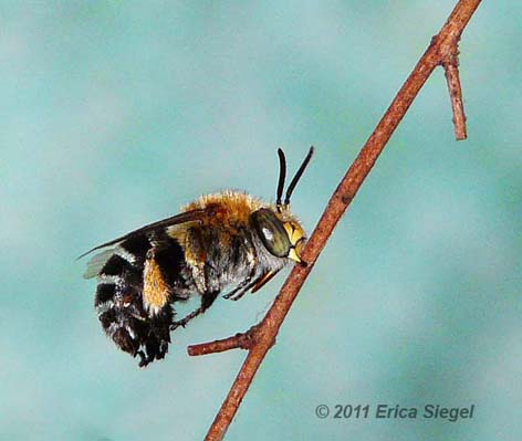 bluebanded bee