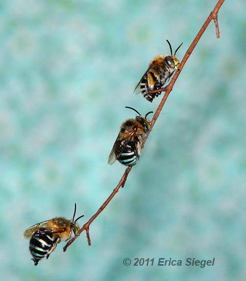 bluebanded bee roost