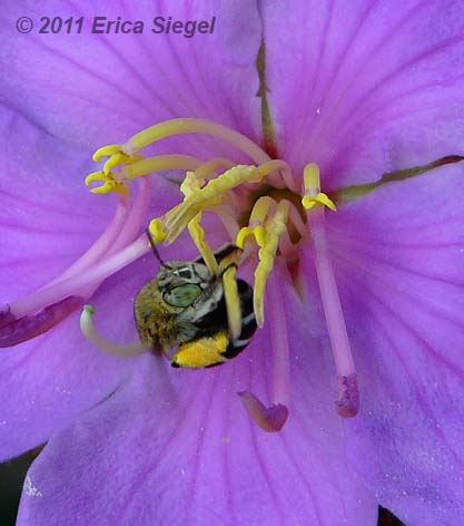 blue banded bee buzz pollinating